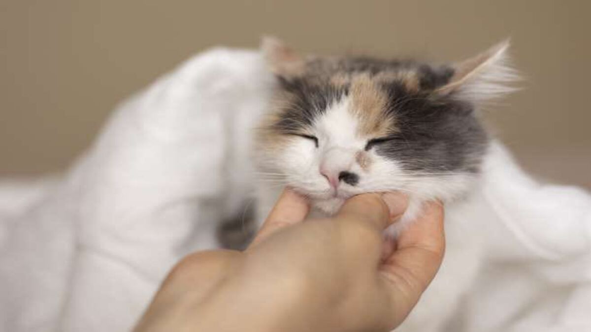 C'est ainsi qu'un chat montre qu'il aime follement son maître