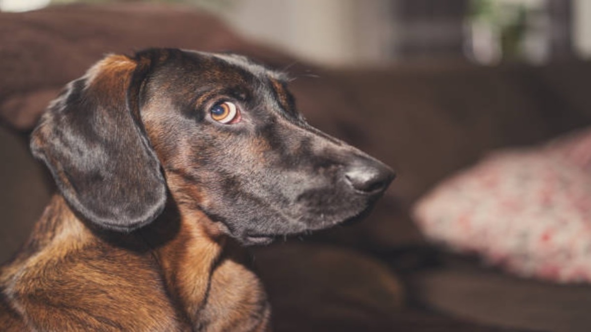 C'est ainsi qu'un chien détecte les mauvaises énergies