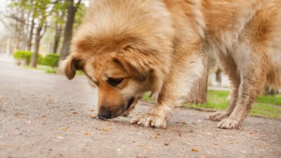 C'est la bonne façon d'apprendre à votre chien à ne pas manger par terre