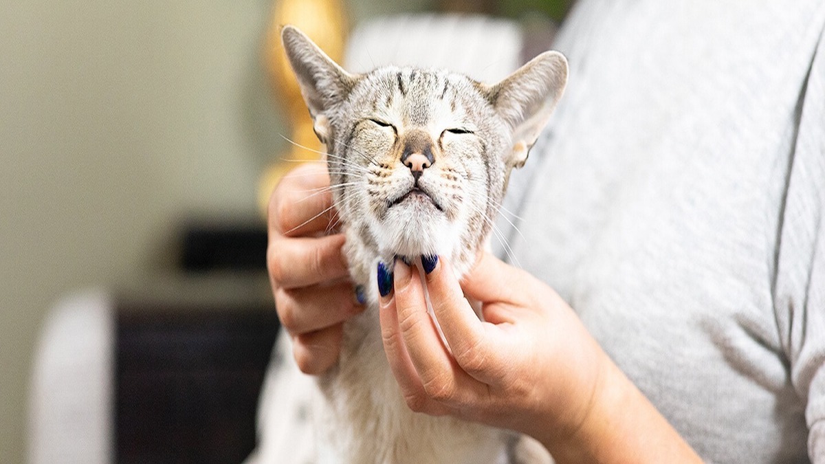 La meilleure façon de donner un médicament à un chat sans vous faire mordre ou griffer