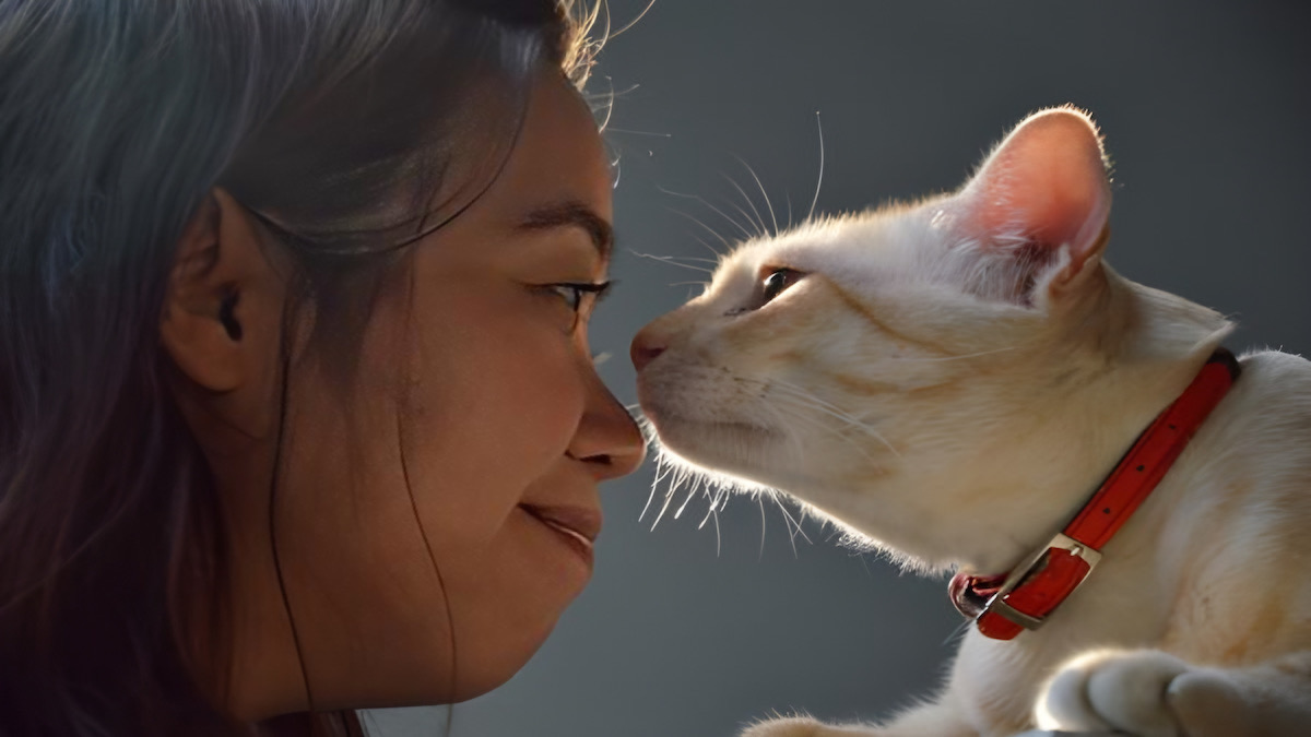 C'est la raison pour laquelle votre chat s'approche soudainement de votre visage