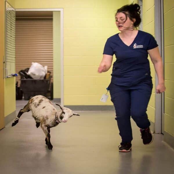 Cet agneau saute de joie quand il va au cabinet vétérinaire de sa propriétaire