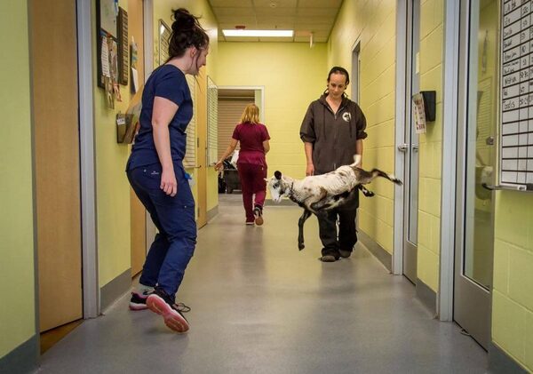 Cet agneau saute de joie quand il va au cabinet vétérinaire de sa propriétaire