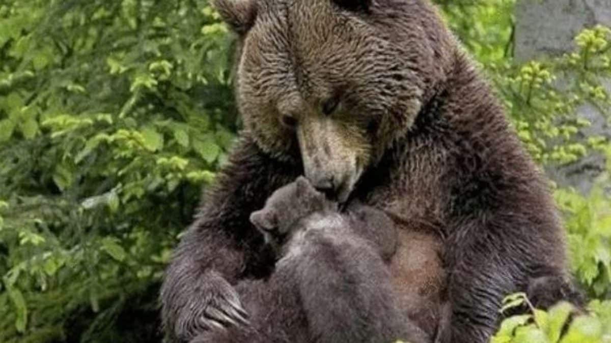 Cette ourse demande de l’aide à une fillette pour sauver son ourson blessé à la patte