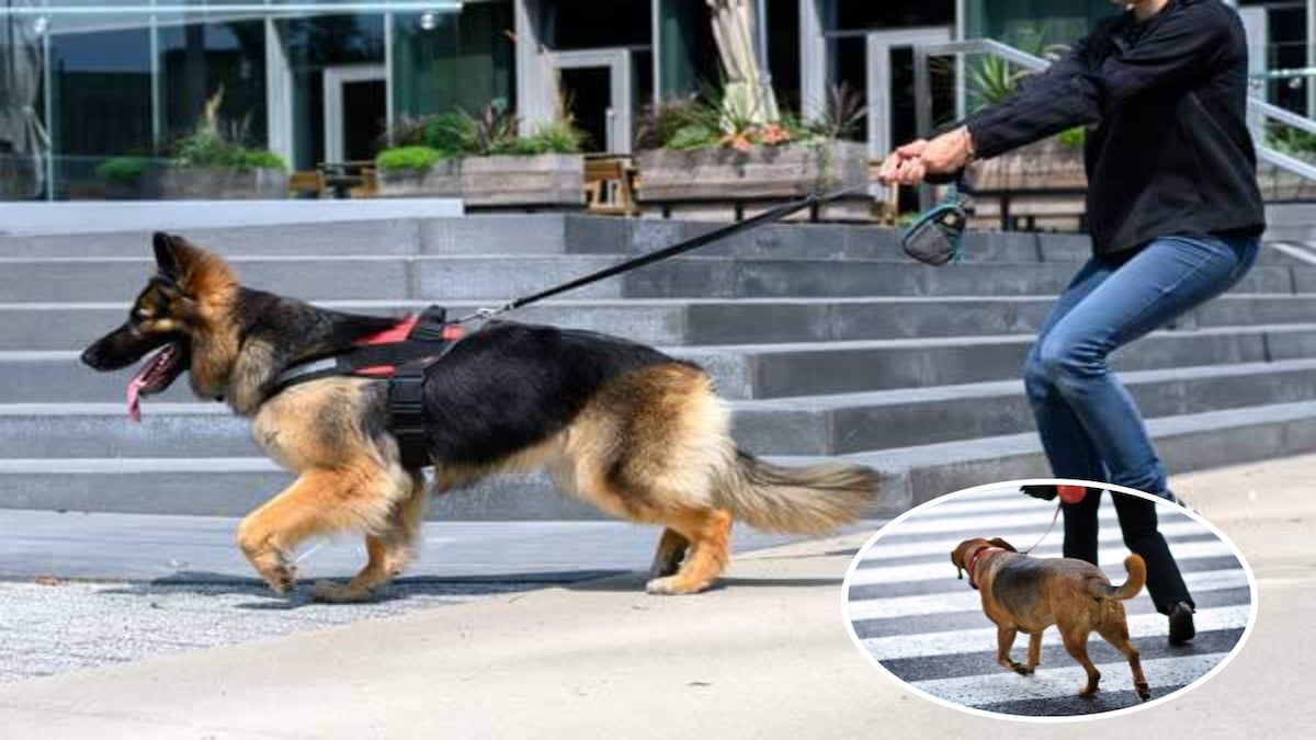 Voici comment apprendre à votre chien à ne pas traverser la route