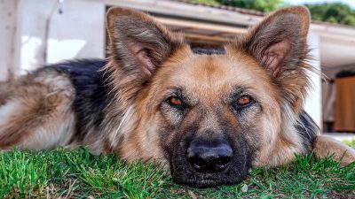 Comment détecter si mon chien souffre d'une maladie mentale