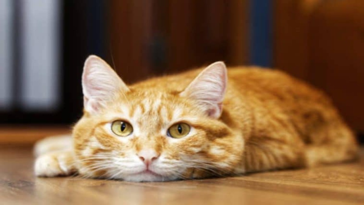Comment savoir si votre chat s'ennuie, 6 signes qui ne trompent pas !