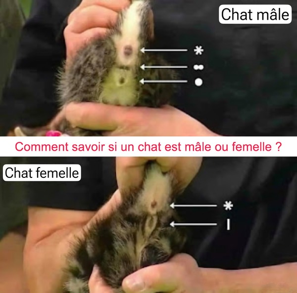 Comment savoir si un chaton est mâle ou femelle, voici la réponse des experts
