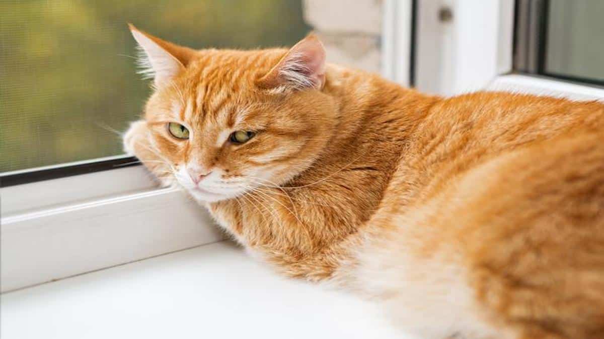 Conseils pour qu'un chat soit heureux en appartement, selon les experts