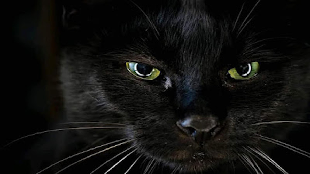 Découvrez 5 faits étonnants qui changeront votre perception des chats noirs