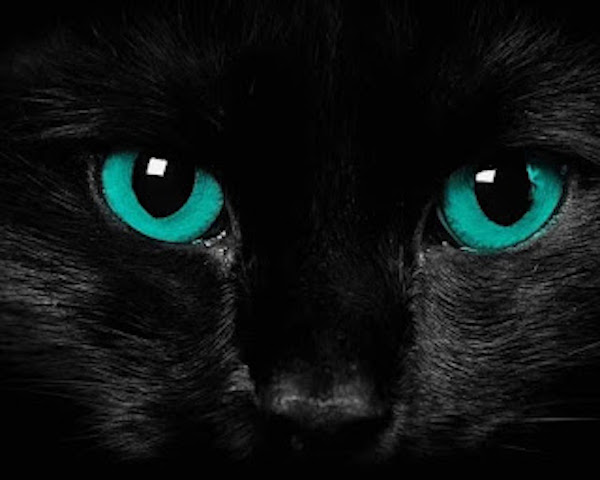 Découvrez 5 faits étonnants qui changeront votre perception des chats noirs