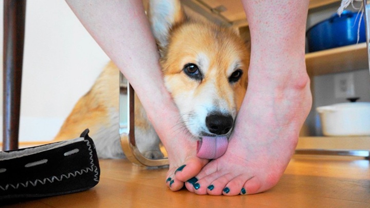 Votre chien vous lèche les pieds ? Voici ce que cela signifie