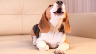 Décrypter les aboiements de votre chien : Comprendre ce qu'ils signifient