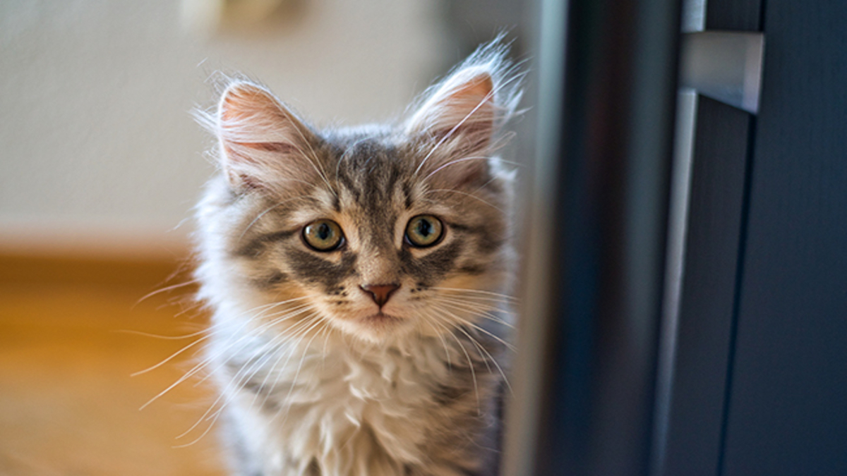 Démystifier 10 faux mythes sur les chats auxquels vous devriez arrêter de croire
