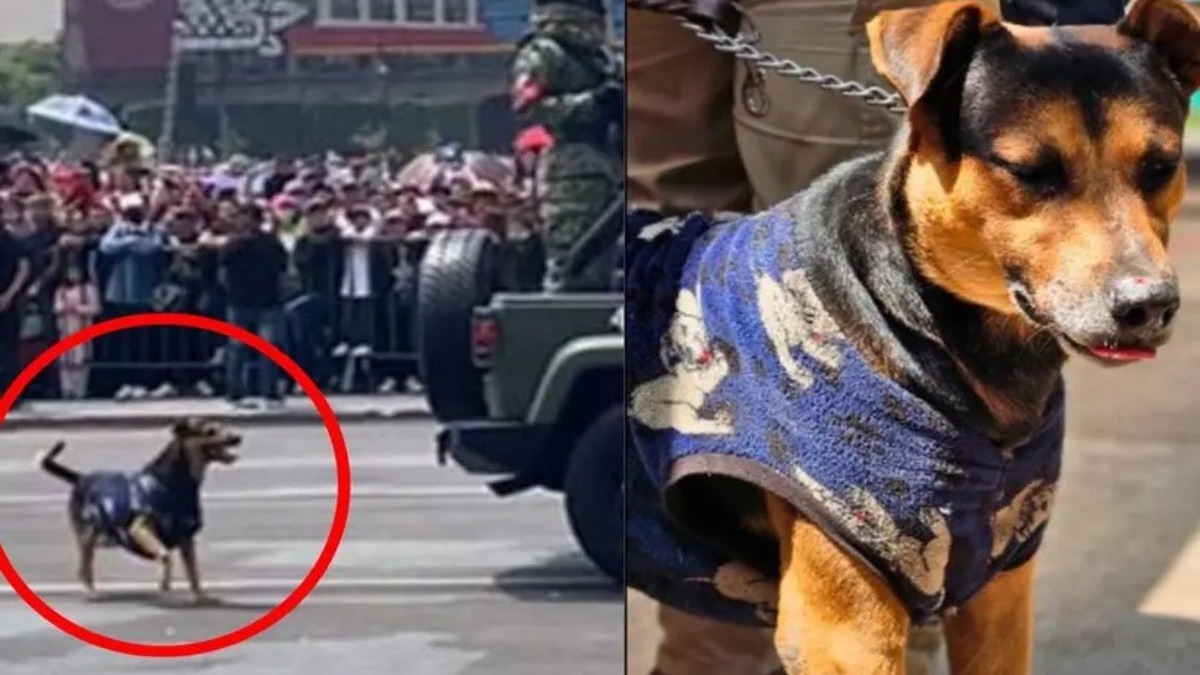 Ce chien errant a réussi à se faufiler dans le défilé militaire et a fait sourire tout le monde