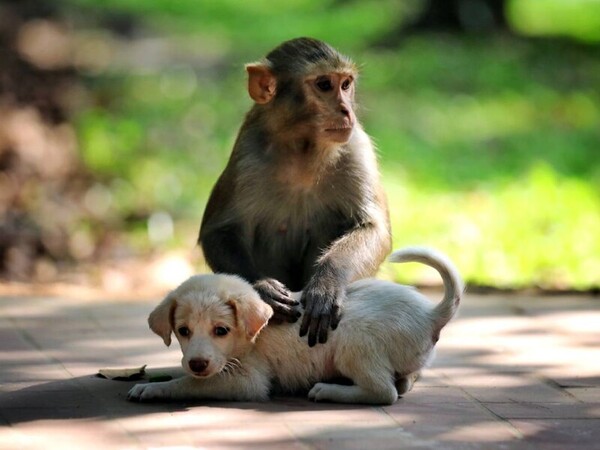 Des compagnons inhabituels le lien émouvant entre un singe et un chien orphelin
