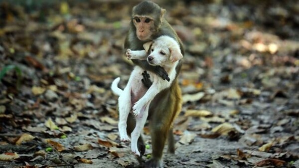 Des compagnons inhabituels le lien émouvant entre un singe et un chien orphelin