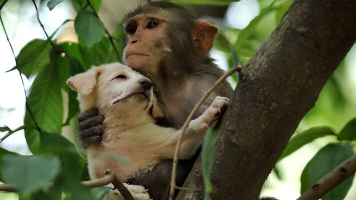 Des compagnons inhabituels le lien émouvant entre un singe et un chien orphelin