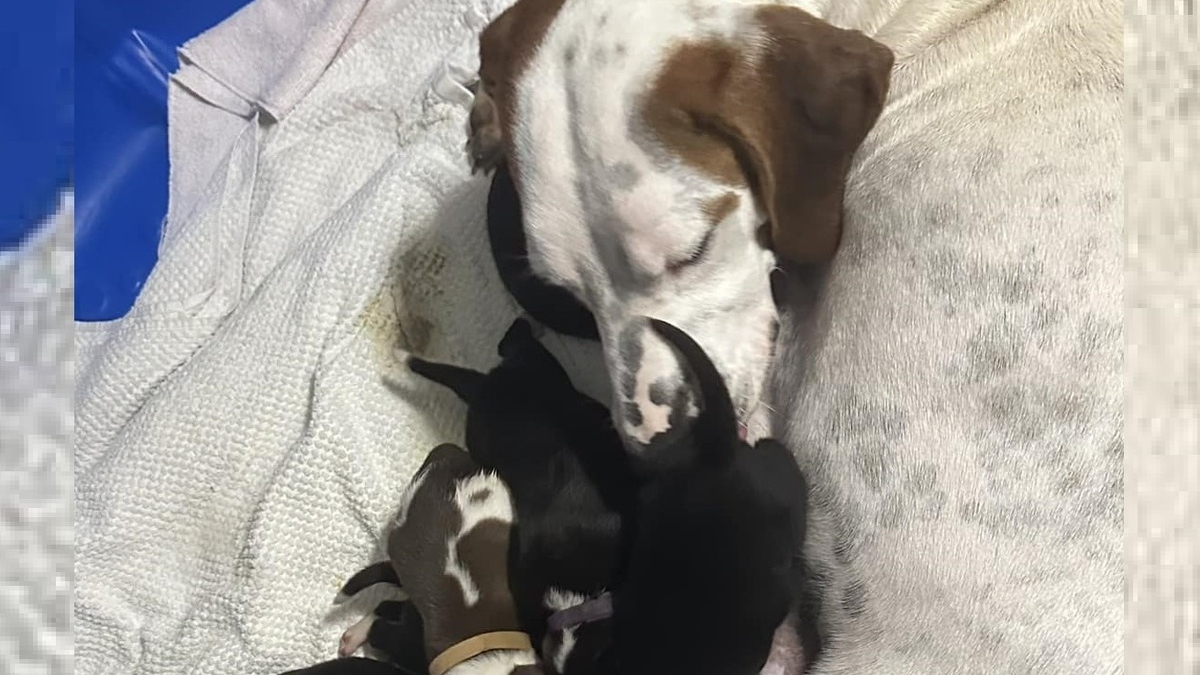 Elle accueille une chienne sur le point d'accoucher et reste sans voix face à la taille de la portée