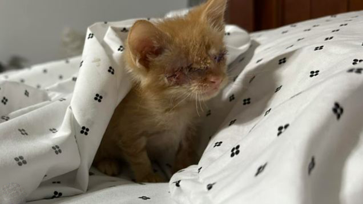 Elle décide d’accueillir un chaton aveugle, cette rencontre va basculer sa vie pour toujours