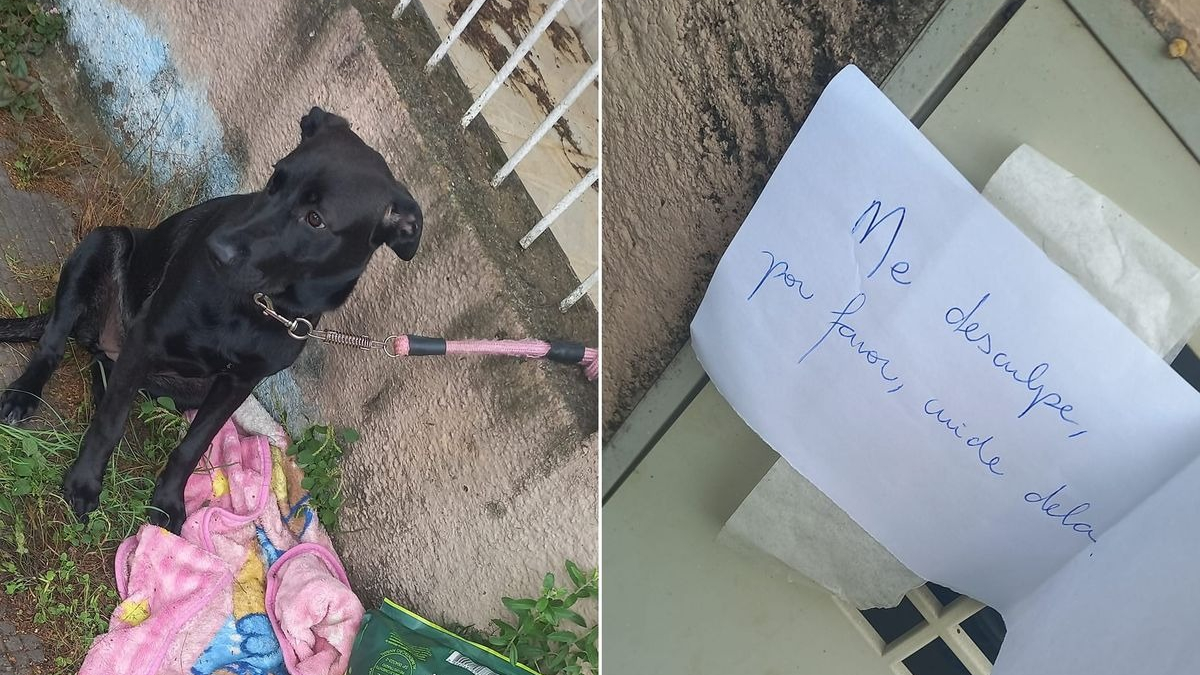 Elle découvre une chienne abandonnée devant sa porte avec une note et demande de l'aide sur les réseaux sociaux