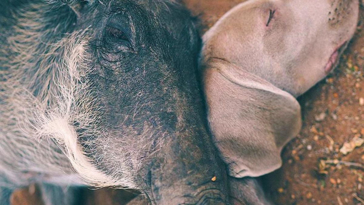 Elle sauve un bébé phacochère blessé, il devient le chien de la famille !