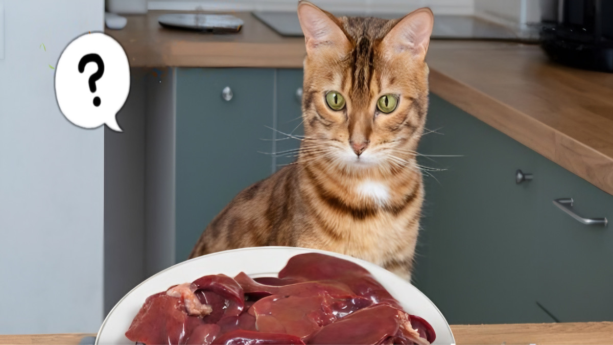 Le foie est-il vraiment sain pour la santé de votre chat ? La réponse des experts