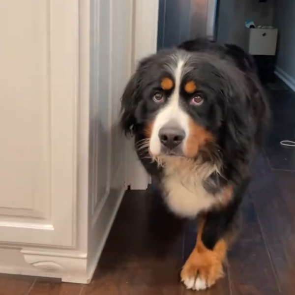 Grâce à la patience, une chienne effrayée par les gens réalise une incroyable transformation (vidéo)