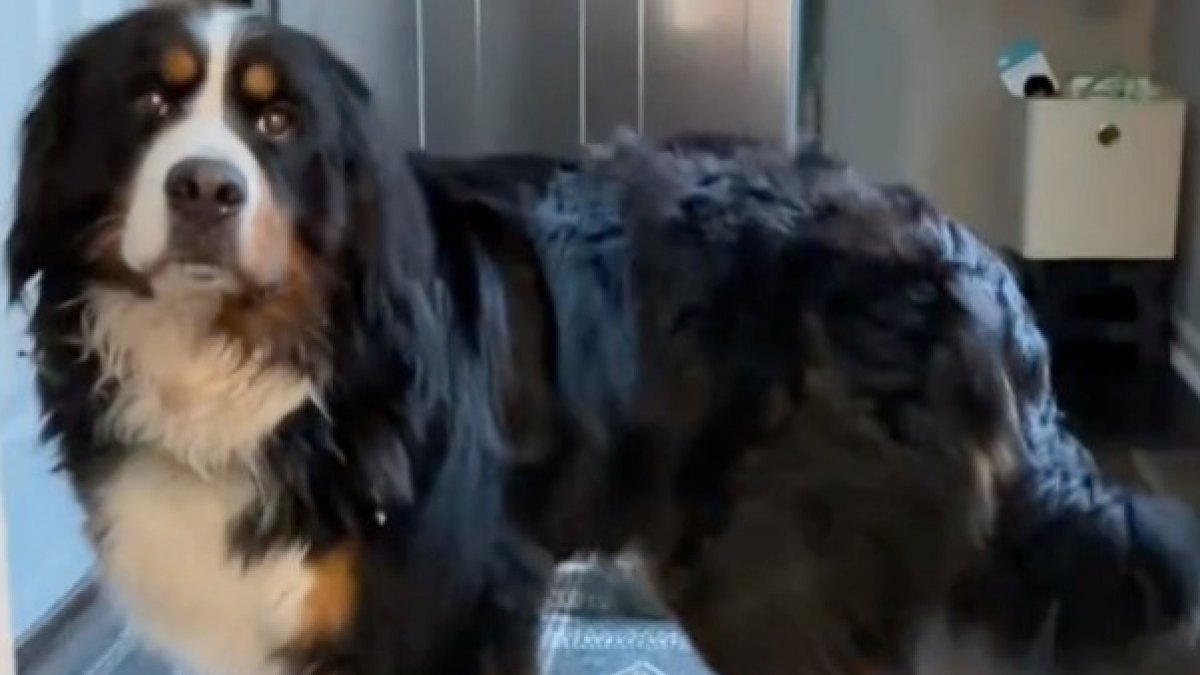 Grâce à la patience, une chienne effrayée par les gens réalise une incroyable transformation (vidéo)