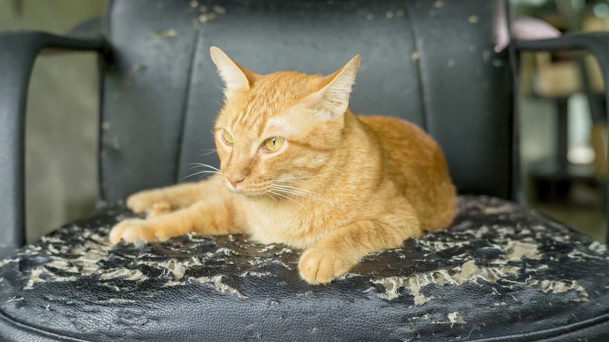 Guide pratique pour prévenir le griffage des meubles par votre chat