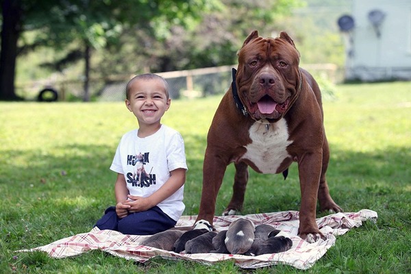 Hulk, le plus gros chien pitbull du monde, sa tête est géante