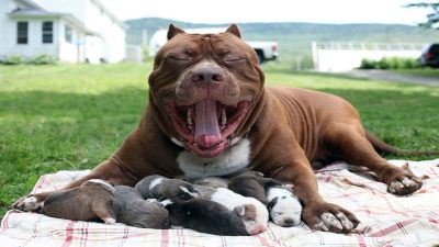 Hulk, le plus gros chien pitbull du monde, sa tête est géante