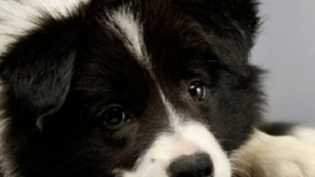 Il achète un chiot Border Collie sur Internet, le verdict du vétérinaire est effroyable