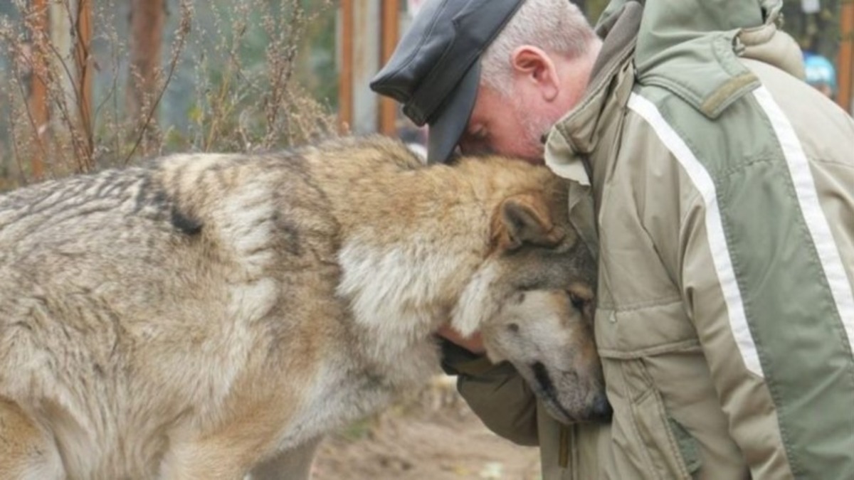 Il offre à manger à une louve affamée, 2 mois après, 3 loups débarquent dans le village