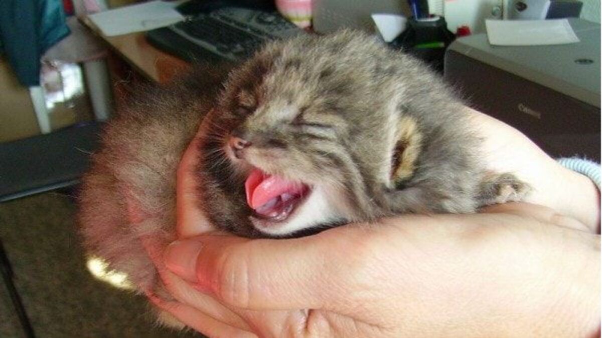 Il trouve des chatons dans sa grange et découvre après que ce ne sont pas des chatons