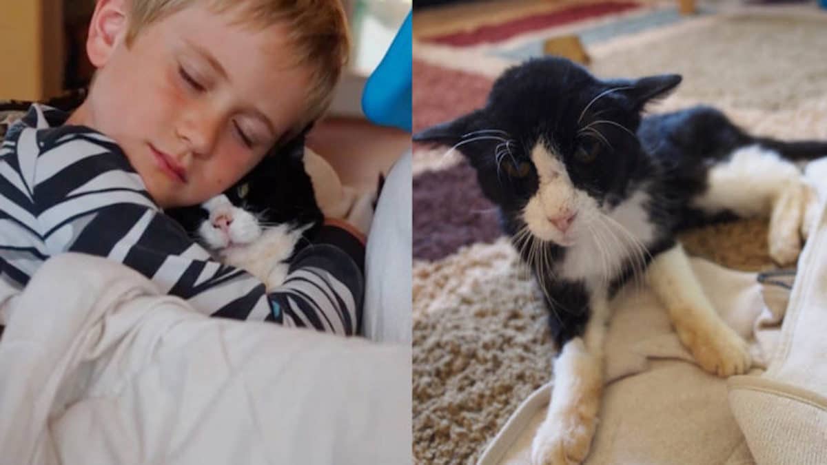 Ils adoptent un chat âgé de 20 ans pour de lui offrir ses plus belles dernières années