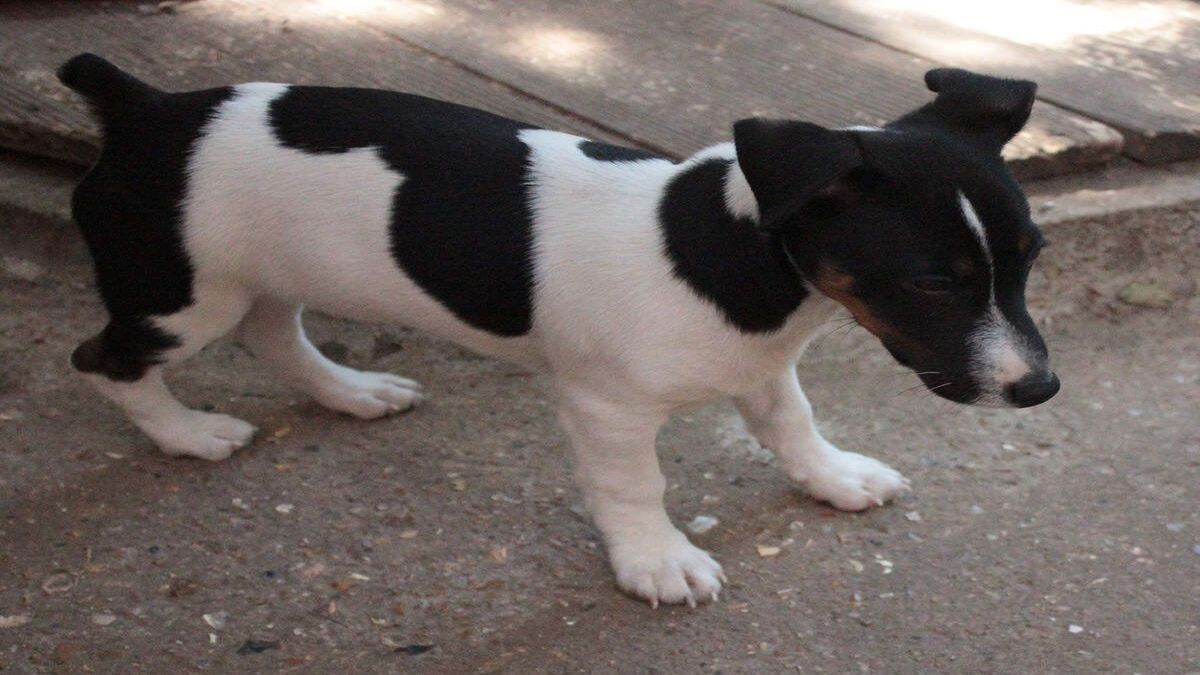 Ils adoptent un chiot Jack Russel dans un refuge, l’impensable se produit 24h plus tard