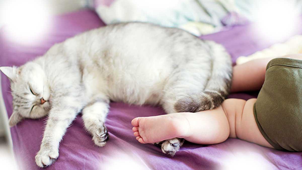 Ils comprennent pourquoi leur chat ne veut pas laisser le bébé seul, la police débarque