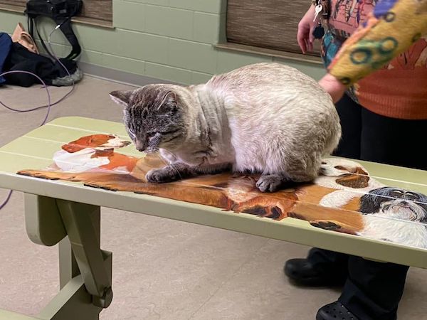 Ils sauvent un chat gravement blessé, les radios du vétérinaire dévoilent l’inimaginable