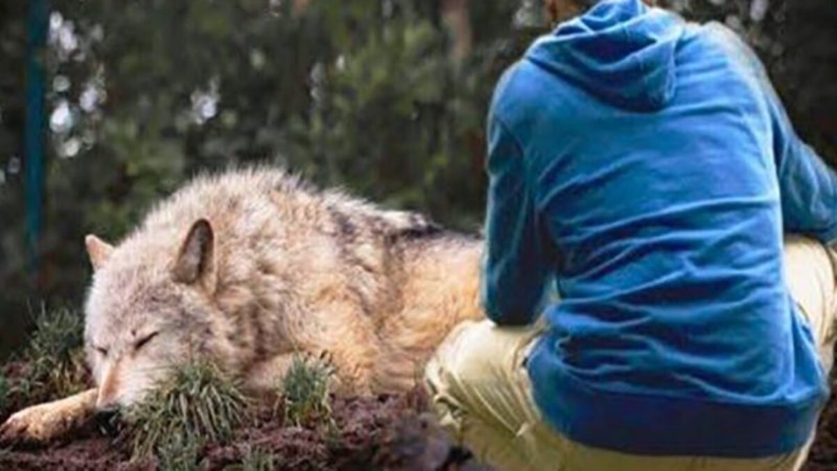 l sauve un loup coincé dans un piège, l’animal va lui sauver la vie 4 ans plus tard