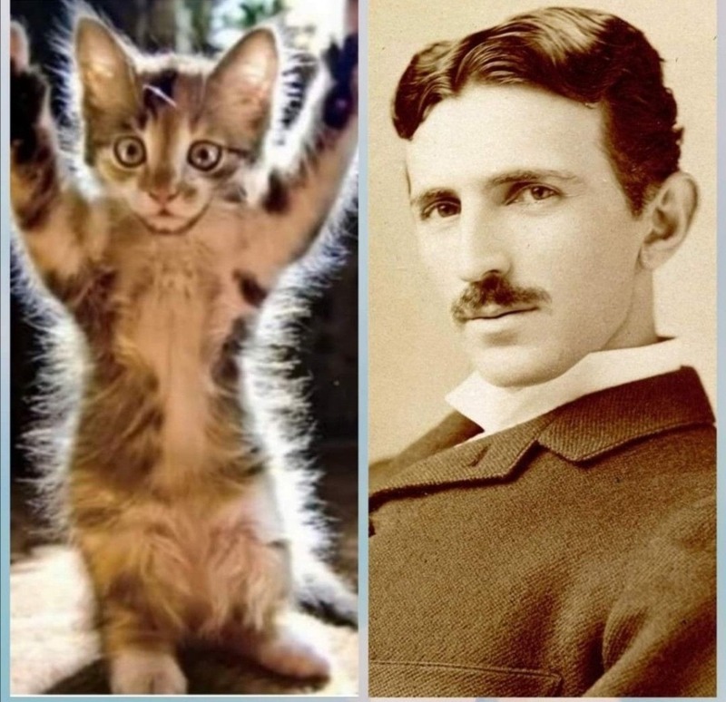 La légende de Macak le chat la source d'inspiration de l'esprit brillant de Nikola Tesla