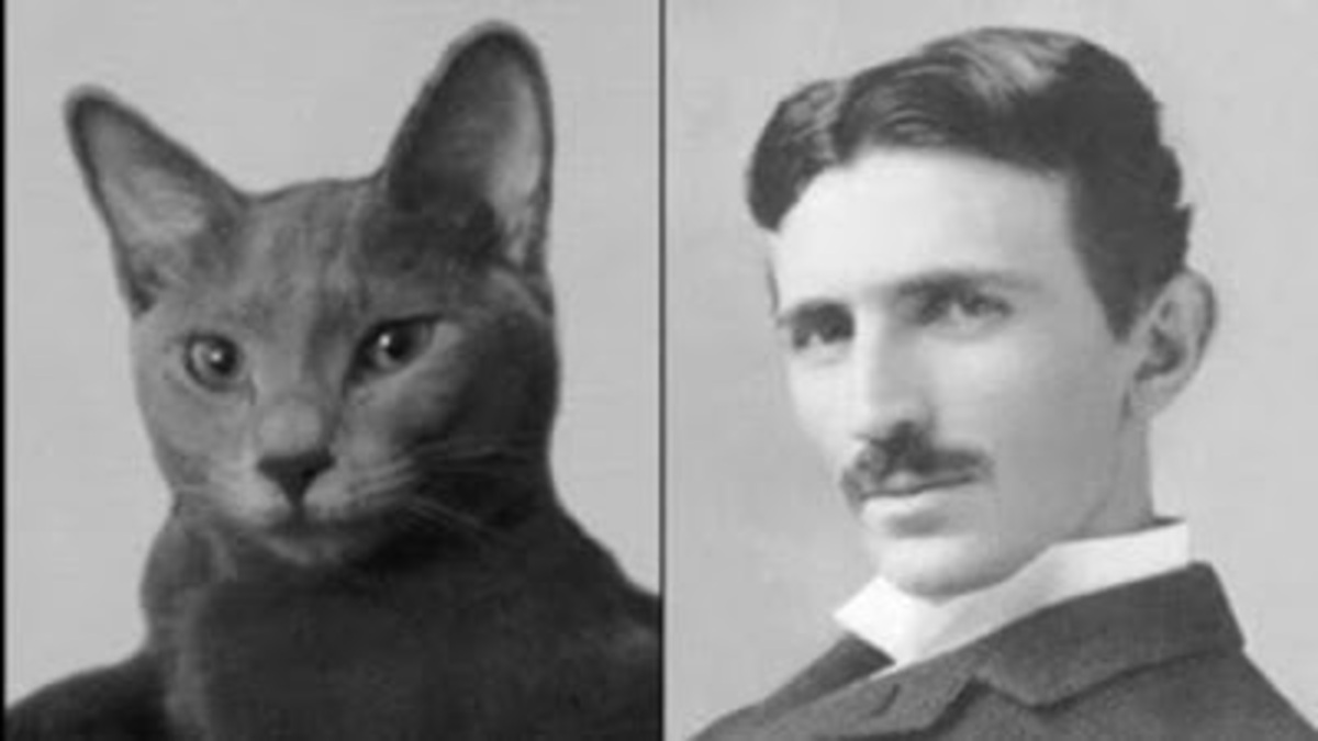 La légende de Macak le chat la source d'inspiration de l'esprit brillant de Nikola Tesla