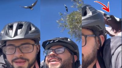La "manie" surréaliste d'un oiseau qui attaque un cycliste tous les jours à la sortie de son travail