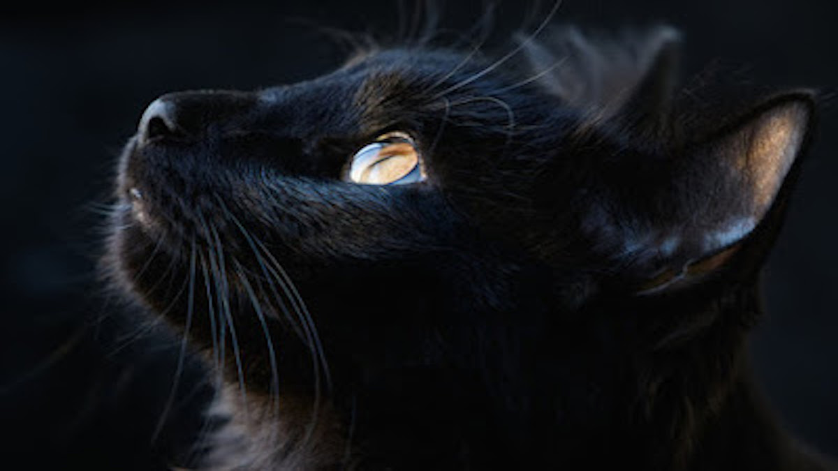 La poignante lettre d'un chat noir