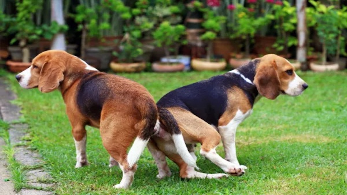 Comprendre la raison pour laquelle les chiens restent collés quand ils s'accouplent