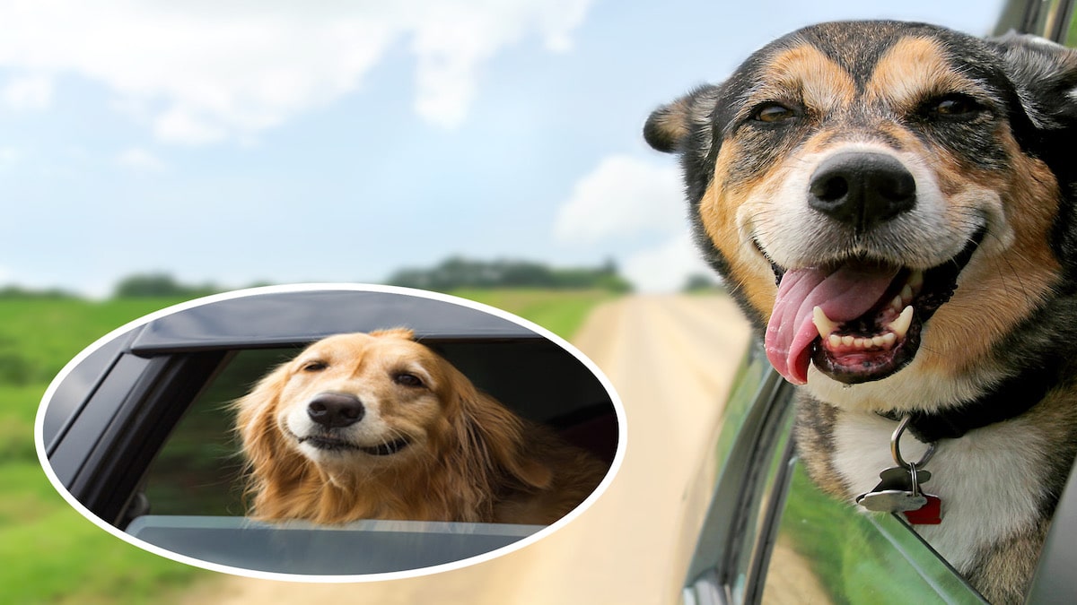 La raison surprenante pour laquelle les chiens adorent sortir la tête de la voiture