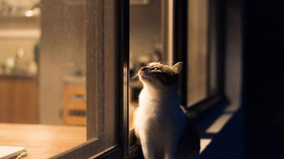 Tout savoir sur la vie secrète des chats : voici ce qu'ils font dehors la nuit