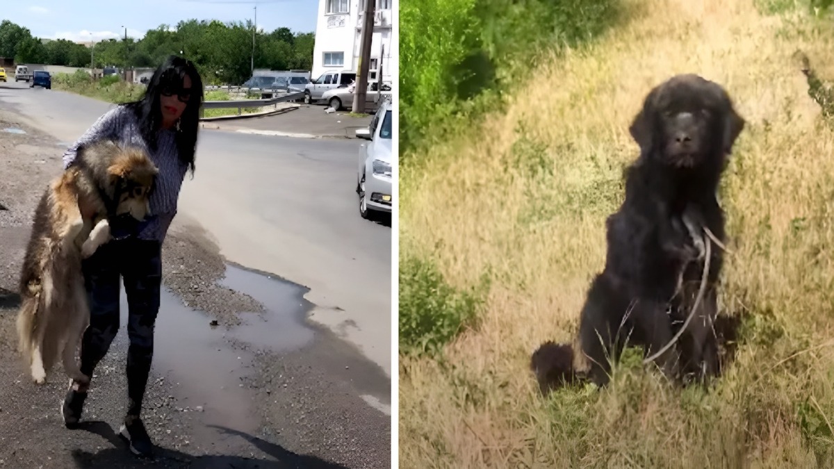 Le courage de cette femme pour sauver 2 chiens a laissé tout le monde sans voix