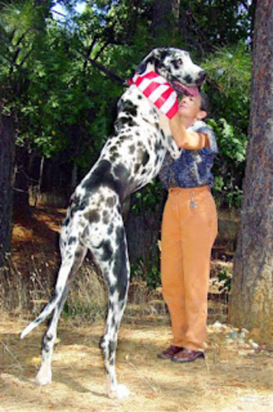 Le chien le plus grand de la planète s'appelle Gibson !
