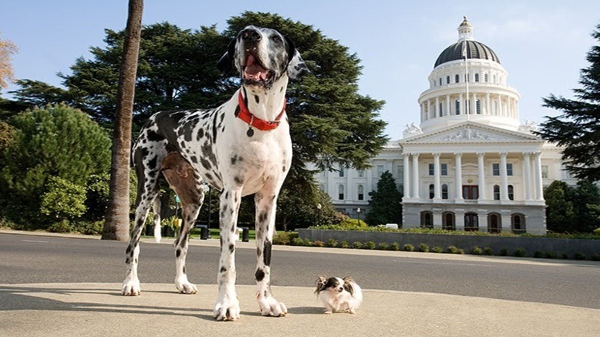 C'est le chien le plus grand de la planète, il s'appelle Gibson